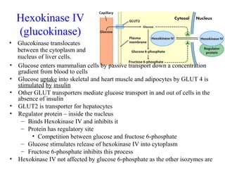 Hexokinase IV 
(glucokinase) 
• Glucokinase translocates 
between the cytoplasm and 
nucleus of liver cells. 
• Glucose enters mammalian cells by passive transport down a concentration 
gradient from blood to cells 
• Glucose uptake into skeletal and heart muscle and adipocytes by GLUT 4 is 
stimulated by insulin 
• Other GLUT transporters mediate glucose transport in and out of cells in the 
absence of insulin 
• GLUT2 is transporter for hepatocytes 
• Regulator protein – inside the nucleus 
– Binds Hexokinase IV and inhibits it 
– Protein has regulatory site 
• Competition between glucose and fructose 6-phosphate 
– Glucose stimulates release of hexokinase IV into cytoplasm 
– Fructose 6-phosphate inhibits this process 
• Hexokinase IV not affected by glucose 6-phosphate as the other isozymes are 
 
