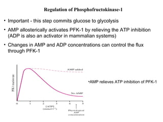 Regulation of Phosphofructokinase-1 
• Important - this step commits glucose to glycolysis 
• AMP allosterically activates PFK-1 by relieving the ATP inhibition 
(ADP is also an activator in mammalian systems) 
• Changes in AMP and ADP concentrations can control the flux 
through PFK-1 
•AMP relieves ATP inhibition of PFK-1 
 