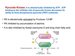 Pyruvate Kinase: It is allosterically inhibited by ATP. ATP 
binding to the inhibitor site of pyruvate kinase decreases its 
ability to bind phosphoenol pyruvate (PEP) substrate. 
• PK is allosterically activated by Fructose 1,6 BP 
• PK inhibited by accumulation of alanine. 
• It is also inhibited by Acetyl coenzyme A and long chain fatty acid. 
 