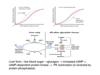 Liver form – low blood sugar ®glucagon ® increased cAMP® 
cAMP-dependent protein kinase ® PK inactivation (is reversed by 
protein phosphatase) 
 