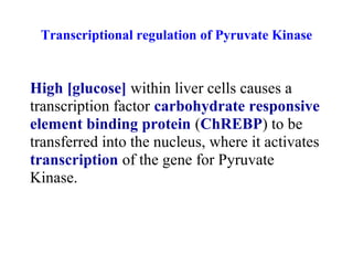 Transcriptional regulation of Pyruvate Kinase 
High [glucose] within liver cells causes a 
transcription factor carbohydrate responsive 
element binding protein (ChREBP) to be 
transferred into the nucleus, where it activates 
transcription of the gene for Pyruvate 
Kinase. 
 