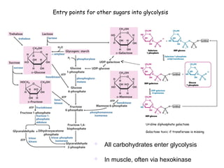 Entry points for other sugars into glycolysis 
Uridine diphosphate galactose 
Galactose toxic if transferase is missing 
 All carbohydrates enter glycolysis 
 In muscle, often via hexokinase 
 