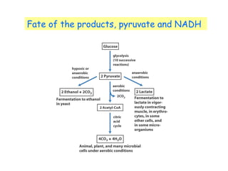 Fate of the products, pyruvate and NADH 
Fig 14- 
3 
 