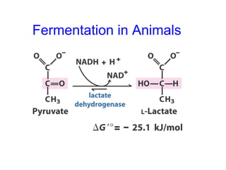 Fermentation in Animals 
 