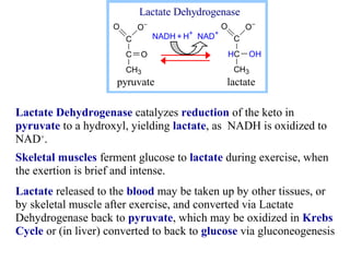 Lactate Dehydrogenase 
O- 
C 
C 
CH3 
O 
O 
O- 
C 
HC 
CH3 
OH 
O 
NADH + H+ NAD+ 
pyruvate lactate 
Lactate Dehydrogenase catalyzes reduction of the keto in 
pyruvate to a hydroxyl, yielding lactate, as NADH is oxidized to 
NAD+. 
Skeletal muscles ferment glucose to lactate during exercise, when 
the exertion is brief and intense. 
Lactate released to the blood may be taken up by other tissues, or 
by skeletal muscle after exercise, and converted via Lactate 
Dehydrogenase back to pyruvate, which may be oxidized in Krebs 
Cycle or (in liver) converted to back to glucose via gluconeogenesis 
 