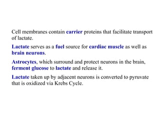 Cell membranes contain carrier proteins that facilitate transport 
of lactate. 
Lactate serves as a fuel source for cardiac muscle as well as 
brain neurons. 
Astrocytes, which surround and protect neurons in the brain, 
ferment glucose to lactate and release it. 
Lactate taken up by adjacent neurons is converted to pyruvate 
that is oxidized via Krebs Cycle. 
 