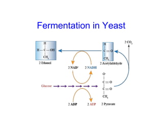 Fermentation in Yeast 
 