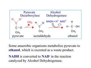 Pyruvate Alcohol 
Decarboxylase Dehydrogenase 
O- 
C 
C 
CH3 
O 
O 
NADH + H+ NAD+ 
H O H 
C OH 
CH3 
C 
CH3 
H 
CO2 
pyruvate acetaldehyde ethanol 
Some anaerobic organisms metabolize pyruvate to 
ethanol, which is excreted as a waste product. 
NADH is converted to NAD+ in the reaction 
catalyzed by Alcohol Dehydrogenase. 
 