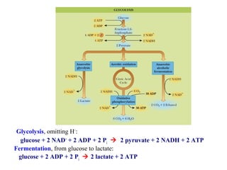 Glycolysis, omitting H+: 
glucose + 2 NAD+ + 2 ADP + 2 Pi  2 pyruvate + 2 NADH + 2 ATP 
Fermentation, from glucose to lactate: 
glucose + 2 ADP + 2 Pi  2 lactate + 2 ATP 
 