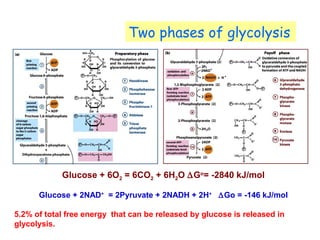 Two phases of glycolysis 
Glucose + 6O2 = 6CO2 + 6H2O DGo= -2840 kJ/mol 
Glucose + 2NAD+ = 2Pyruvate + 2NADH + 2H+ DGo = -146 kJ/mol 
5.2% of total free energy that can be released by glucose is released in 
glycolysis. 
 