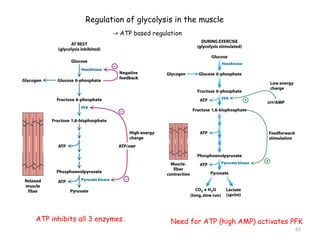 Regulation of glycolysis in the muscle 
-> ATP based regulation 
ATP inhibits all 3 enzymes Need for ATP (high AMP) activates PFK 
61 
 