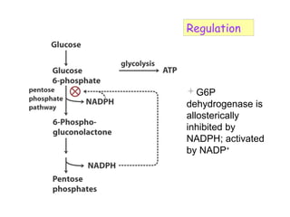Regulation 
G6P 
dehydrogenase is 
allosterically 
inhibited by 
NADPH; activated 
by NADP+ 
 