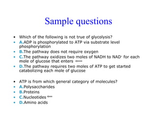 Sample questions 
• Which of the following is not true of glycolysis? 
• A.ADP is phosphorylated to ATP via substrate level 
phosphorylation 
• B.The pathway does not require oxygen 
• C.The pathway oxidizes two moles of NADH to NAD+ for each 
mole of glucose that enters 
• D.The pathway requires two moles of ATP to get started 
catabolizing each mole of glucose 
• ATP is from which general category of molecules? 
• A.Polysaccharides 
• B.Proteins 
• C.Nucleotides 
• D.Amino acids 
 