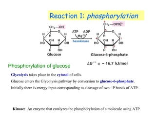 Reaction 1: phosphorylation 
Phosphorylation of glucose 
Glycolysis takes place in the cytosol of cells. 
Glucose enters the Glycolysis pathway by conversion to glucose-6-phosphate. 
Initially there is energy input corresponding to cleavage of two ~P bonds of ATP. 
Kinase: An enzyme that catalyzes the phosphorylation of a molecule using ATP. 
 