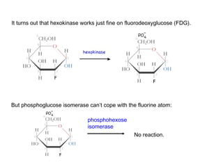 It turns out that hexokinase works just fine on fluorodeoxyglucose (FDG). 
But phosphoglucose isomerase can’t cope with the fluorine atom: 
phosphohexose 
isomerase 
No reaction. 
 