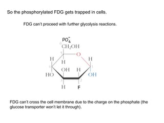 So the phosphorylated FDG gets trapped in cells. 
FDG can’t proceed with further glycolysis reactions. 
FDG can’t cross the cell membrane due to the charge on the phosphate (the 
glucose transporter won’t let it through). 
 