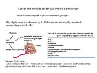 Cancer and exercise affect glycolysis in a similar way 
Tumors -> enhanced uptake of glucose -> enhanced glycolysis 
Glycolysis rates are elevated up to 200 times in cancer cells, relative to 
surrounding normal cells. 
Hypoxia: O2 deficiency 
Tumor cells grow too fast -> not enough O2 for aerobic process -> anaerobic conditions (lactate)-> 
glycolysis primary source for ATP production -> induction of blood vessel growth 
 