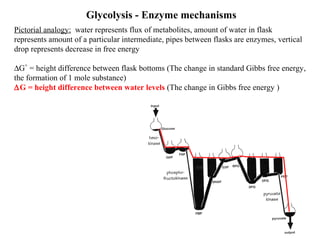 Glycolysis - Enzyme mechanisms 
Pictorial analogy: water represents flux of metabolites, amount of water in flask 
represents amount of a particular intermediate, pipes between flasks are enzymes, vertical 
drop represents decrease in free energy 
DG˚ = height difference between flask bottoms (The change in standard Gibbs free energy, 
the formation of 1 mole substance) 
DG = height difference between water levels (The change in Gibbs free energy ) 
Koelle, lec15, p21 
 
