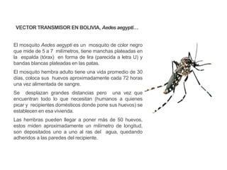 VECTOR TRANSMISOR EN BOLIVIA, Aedes aegypti…
El mosquito Aedes aegypti es un mosquito de color negro
que mide de 5 a 7 milímetros, tiene manchas plateadas en
la espalda (tórax) en forma de lira (parecida a letra U) y
bandas blancas plateadas en las patas.
El mosquito hembra adulto tiene una vida promedio de 30
días, coloca sus huevos aproximadamente cada 72 horas
una vez alimentada de sangre.
Se desplazan grandes distancias pero una vez que
encuentran todo lo que necesitan (humanos a quienes
picar y recipientes domésticos donde pone sus huevos) se
establecen en esa vivienda.
Las hembras pueden llegar a poner más de 50 huevos,
estos miden aproximadamente un milímetro de longitud,
son depositados uno a uno al ras del agua, quedando
adheridos a las paredes del recipiente.
 