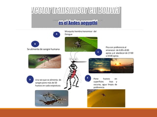es el Aedes aegypthi
Mosquito hembra transmisor del
Dengue
Pone huevos en
superficies lisas y
oscuras, agua limpia de
preferencia.
Se alimenta de sangre humana
Pica con preferencia al
amanecer de 6:00 a 8:00
aprox.y al atardecerde 17:00
a 19:00 aprox.
Una vez que se alimenta de
sangre pone más de 50
huevos en cada ovipostura.
A
E
B
C
D
SSS
A
 