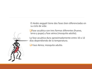 El Aedes aegypti tiene dos fases bien diferenciadas en
su ciclo de vida:
Fase acuática con tres formas diferentes (huevo,
larva y pupa) y fase aérea (mosquito adulto).
La fase acuática dura aproximadamente entre 10 a 12
días dependiendo de la temperatura.
 Fase Aérea; mosquito adulto.
 
