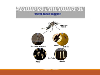 vector Aedes aegypti?
HUEVOS
2 a 3 días
2 a 3 días
5 a 7 días
MOSQUITO
PUPAS LARVAS
MOSQUITO
ADULTO
1
2
3
4
 