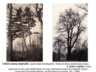 1.Dwie sosny wejmutki, zwane także kanadyjskimi. Rosły od strony południowej dworu.
                                                               2. Jeden z dębów. Przed
     wojną był na nim obraz Matki Bożej. W maju odprawiano przed nim majówki, którym
 