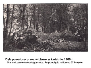Dąb powalony przez wichurę w kwietniu 1960 r.
 Stał nad parowem obok gościńca. Po przecięciu naliczono 375 słojów.
 