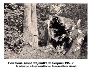 Powalona sosna wejmutka w sierpniu 1959 r.
    Za pniem stoi p. Irena Iwaszkiewicz. Druga zwaliła się później.
 