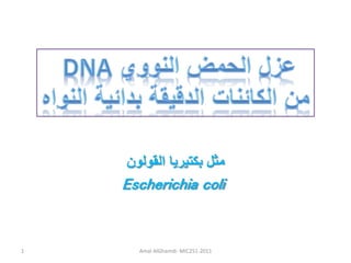 ‫القولون‬ ‫بكتيريا‬ ‫مثل‬
Escherichia coli
Amal AlGhamdi- MIC251-2011
1
 