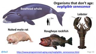 @dw2 Page 33
Lobster
Naked mole rat Rougheye rockfish
Organisms that don’t age:
negligible senescence
http://www.programmed-aging.org/negligible_senescence.html
Bowhead whale
 