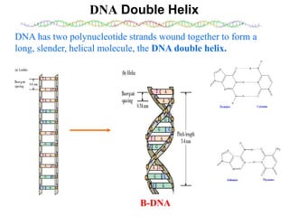 DNA mediated self assembly and structures | PPT