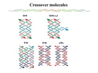 Self Complementary Dna DNA mediated self assembly and structures | PPT