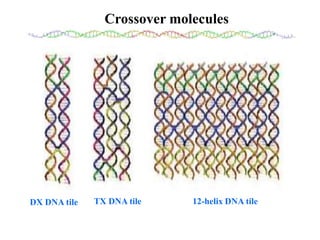 DNA mediated self assembly and structures | PPT