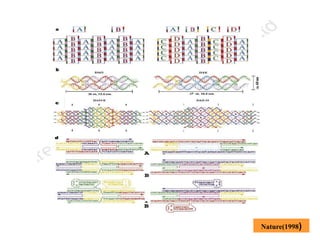 DNA mediated self assembly and structures | PPT