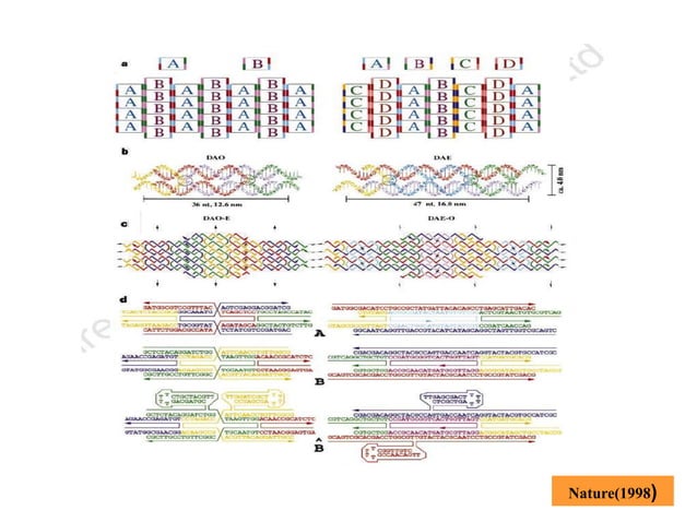 DNA mediated self assembly and structures | PPT