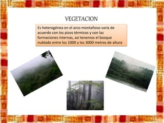 Es heterogénea en el arco montañoso varía de
acuerdo con los pisos térmicos y con las
formaciones internas, así tenemos el bosque
nublado entre los 1000 y los 3000 metros de altura
VEGETACION
 