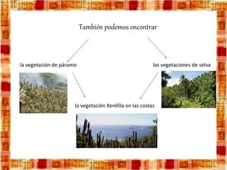 También podemos encontrar
la vegetación de páramo
la vegetación Xerófila en las costas
las vegetaciones de selva
 