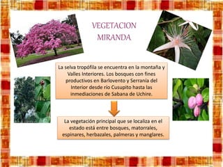 VEGETACION
MIRANDA
La vegetación principal que se localiza en el
estado está entre bosques, matorrales,
espinares, herbazales, palmeras y manglares.
La selva tropófila se encuentra en la montaña y
Valles Interiores. Los bosques con fines
productivos en Barlovento y Serranía del
Interior desde río Cusupito hasta las
inmediaciones de Sabana de Uchire.
 