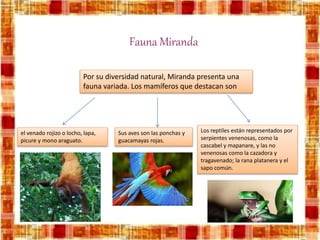 Fauna Miranda
Por su diversidad natural, Miranda presenta una
fauna variada. Los mamíferos que destacan son
el venado rojizo o locho, lapa,
picure y mono araguato.
Sus aves son las ponchas y
guacamayas rojas.
Los reptiles están representados por
serpientes venenosas, como la
cascabel y mapanare, y las no
venenosas como la cazadora y
tragavenado; la rana platanera y el
sapo común.
 