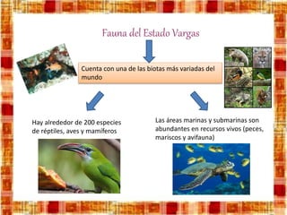 Fauna del Estado Vargas
Cuenta con una de las biotas más variadas del
mundo
Hay alrededor de 200 especies
de réptiles, aves y mamíferos
Las áreas marinas y submarinas son
abundantes en recursos vivos (peces,
mariscos y avifauna)
 