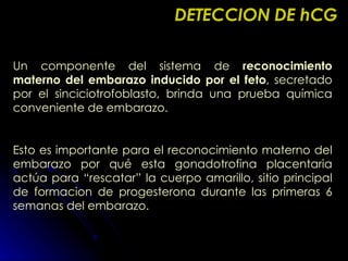 Un componente del sistema de  reconocimiento materno   del embarazo inducido por el feto , secretado por el sinciciotrofoblasto, brinda una prueba química conveniente de embarazo. Esto es importante para el reconocimiento materno del embarazo por qué esta gonadotrofina placentaria actúa para “rescatar” la cuerpo amarillo, sitio principal de formacion de progesterona durante las primeras 6 semanas del embarazo. DETECCION DE hCG 