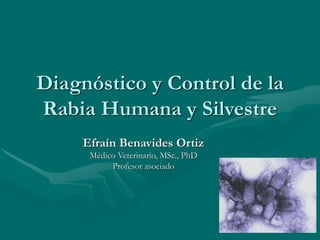 Diagnóstico y Control de la
Rabia Humana y Silvestre
Efraín Benavides Ortiz
Médico Veterinario, MSc., PhD
Profesor asociado
 