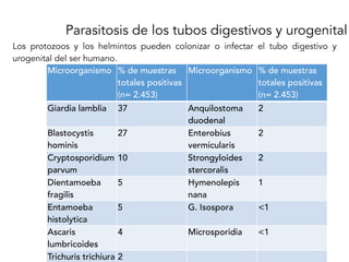 Parasitosis de los tubos digestivos y urogenital
Los protozoos y los helmintos pueden colonizar o infectar el tubo digestivo y
urogenital del ser humano.
Microorganismo % de muestras
totales positivas
(n= 2.453)
Microorganismo % de muestras
totales positivas
(n= 2.453)
Giardia lamblia 37 Anquilostoma
duodenal
2
Blastocystis
hominis
27 Enterobius
vermicularis
2
Cryptosporidium
parvum
10 Strongyloides
stercoralis
2
Dientamoeba
fragilis
5 Hymenolepis
nana
1
Entamoeba
histolytica
5 G. Isospora <1
Ascaris
lumbricoides
4 Microsporidia <1
Trichuris trichiura 2
 