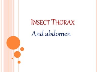 INSECT THORAX
And abdomen
 