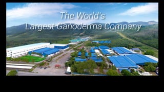 DXN Malaysia Ganoderma MLM company profile | PDF