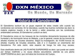 DXN VENEZUELADXN MÉXICOUn Mundo, Un MercadoHistoria del GanodermaEl Ganoderma lucidum es un grupo especial de setas creado sólo cuando las condiciones son correctas. En la naturaleza, cuando hay buenos nutrientes (es decir, la materia orgánica muerta o de la tierra) y están presentes con las condiciones ambientales correctas, El Ganoderma Lucidum se dará. El Ganoderma crece en los bosques de las montañas densamente boscosas de alta humedad y de iluminación tenue en Malasia, y por lo general, crecen de los troncos de árboles muertos de Ciruelas silvestres. Según la investigación, de 10.000 troncos de árboles muertos de Ciruelas silvestres, sólo 2 o 3 muestran un crecimiento del Ganoderma. Por esta razón, esta especie de hongo ha sido muy escasa. Esta clasificada dentro de LAS PLANTAS SUPERIORES es decir, que puede ser usada por tiempo indefinido y no causa efectos secundarios; además es una planta ADAPTOGENA es decir, que normaliza las funciones del Cuerpo.