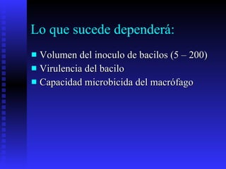 Lo que sucede dependerá: Volumen del inoculo de bacilos (5 – 200) Virulencia del bacilo Capacidad microbicida del macrófago 