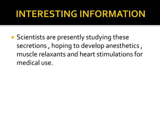  Scientists are presently studying these
secretions , hoping to develop anesthetics ,
muscle relaxants and heart stimulations for
medical use.
 