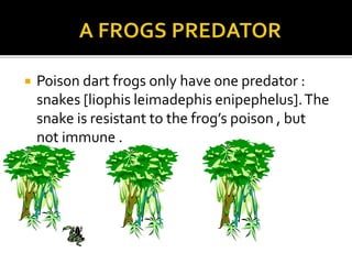  Poison dart frogs only have one predator :
snakes [liophis leimadephis enipephelus].The
snake is resistant to the frog’s poison , but
not immune .
 